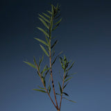 Tea Tree Purifying Shampoo